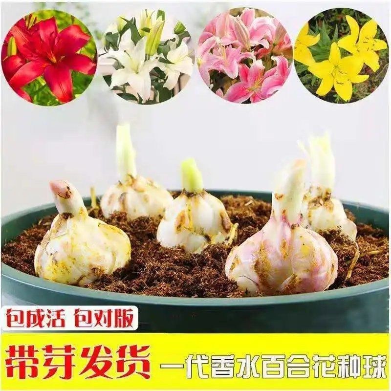 进口香水百合花种球浓香型耐寒四季开花盆栽室内外易活带芽种