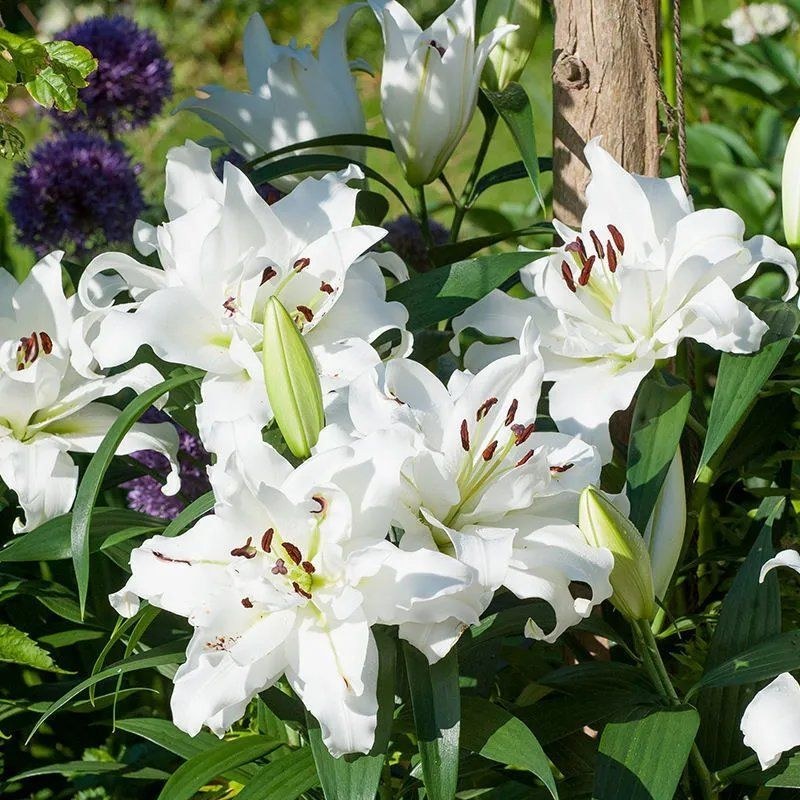 进口香水百合花种球浓香型耐寒四季开花盆栽室内外易活带芽种