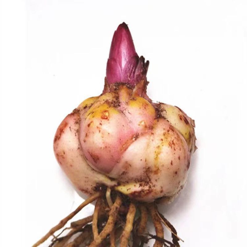进口香水百合花种球浓香型耐寒四季开花盆栽室内外易活带芽种