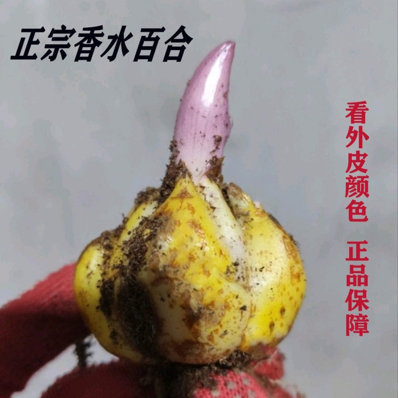 进口香水百合花种球浓香型耐寒四季开花盆栽室内外易活带芽种