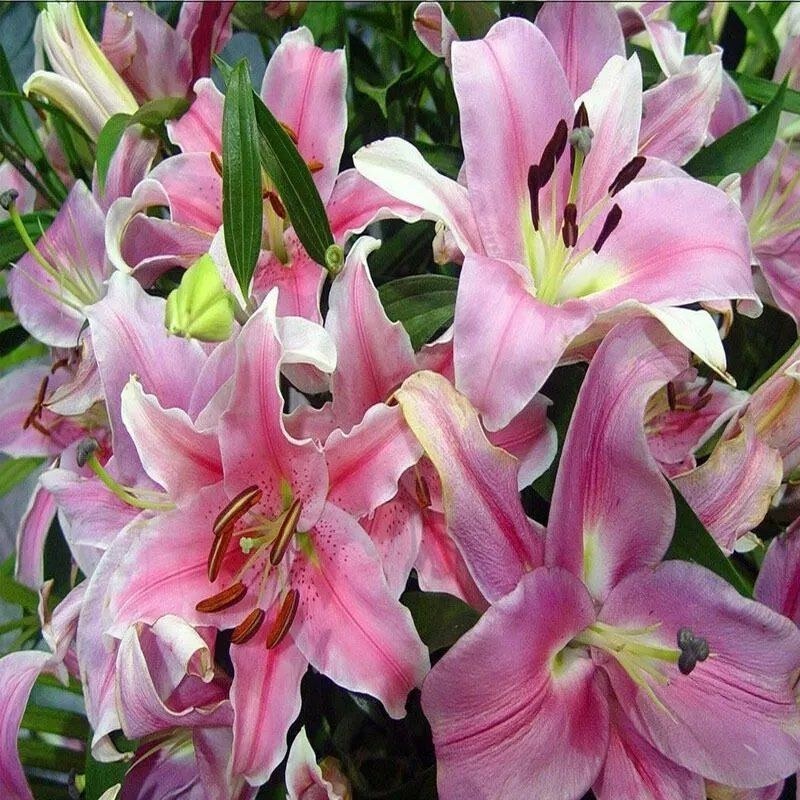 进口香水百合花种球浓香型耐寒四季开花盆栽室内外易活带芽种