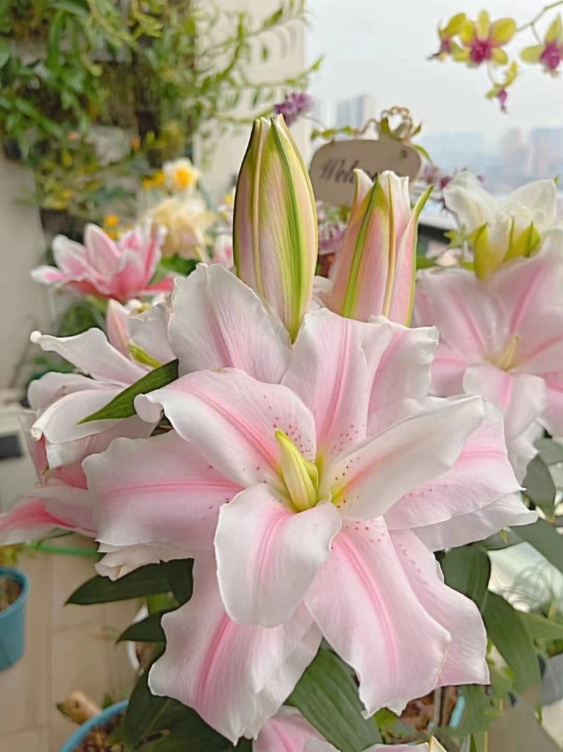 进口香水百合花种球浓香型耐寒四季开花盆栽室内外易活带芽种