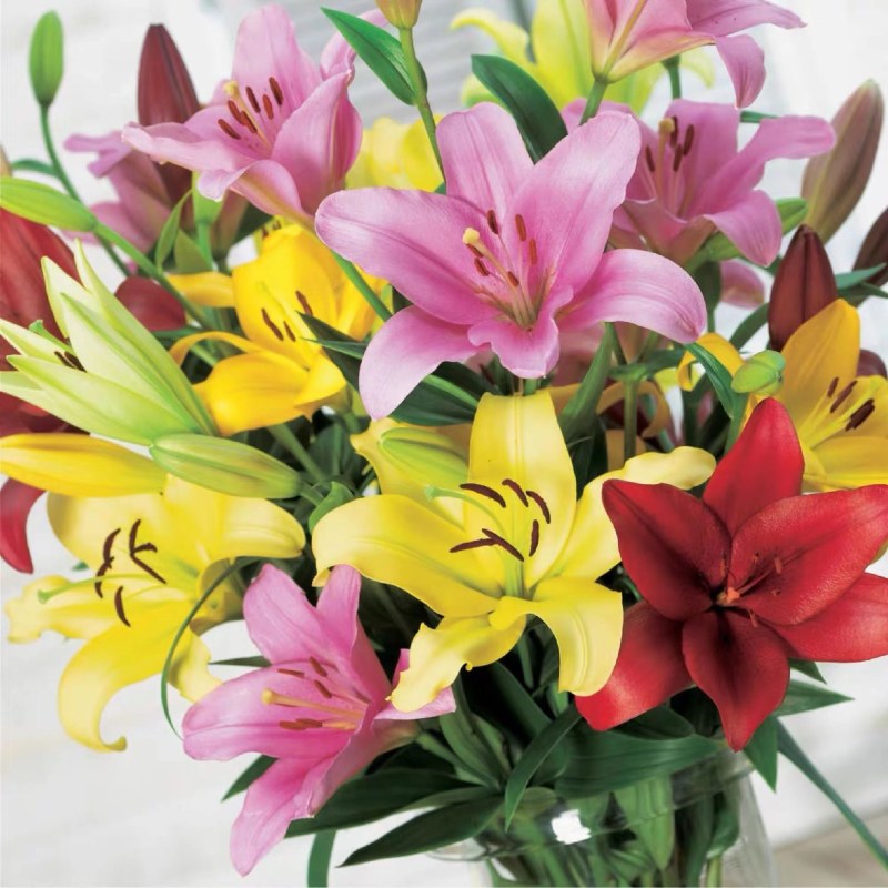 进口香水百合花种球浓香型耐寒四季开花盆栽室内外易活带芽种
