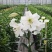进口香水百合花种球浓香型耐寒四季开花盆栽室内外易活带芽种
