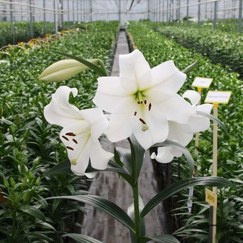 进口香水百合花种球浓香型耐寒四季开花盆栽室内外易活带芽种