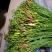 香雪兰/小苍兰种球籽球大量供应切花盆栽繁育