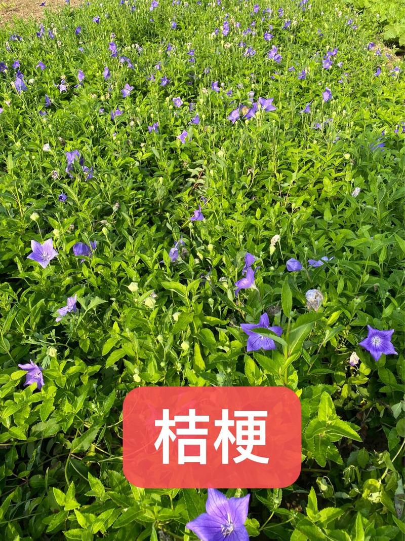 河北白玉簪，紫玉簪等，产地直发各种中草药花卉！