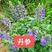 河北白玉簪，紫玉簪等，产地直发各种中草药花卉！