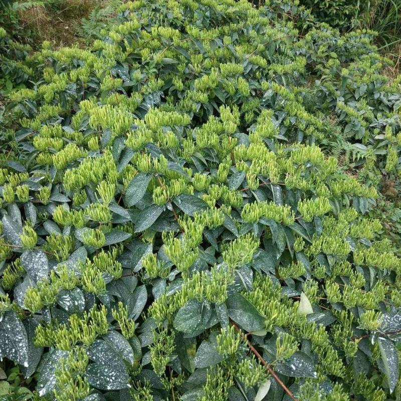 金银花