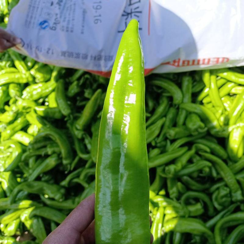 鲜辣椒\牛角椒\陕西省榆林市定边县牛角椒大量上市