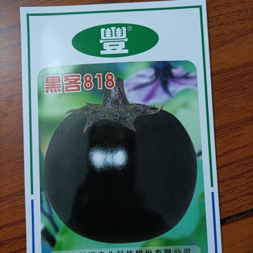 寿光市魏氏农业科技有限公司专业嫁接茄子苗圆茄