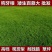 狗牙根草坪种子匍匐茎种籽四季常青护坡固土草籽耐旱耐践