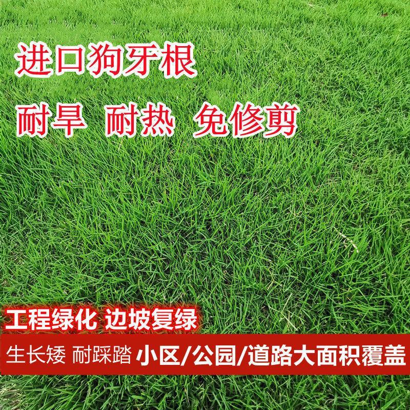 狗牙根草坪种子匍匐茎种籽四季常青护坡固土草籽耐旱耐践