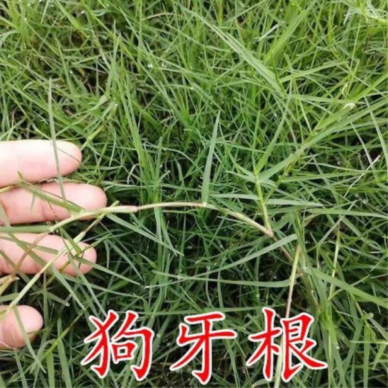 狗牙根草坪种子匍匐茎种籽四季常青护坡固土草籽耐旱耐践