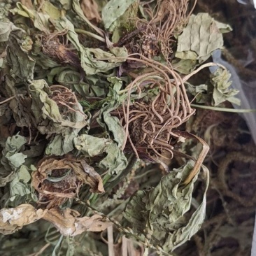 车前草，平车前，非人工种植货，各规格都有
