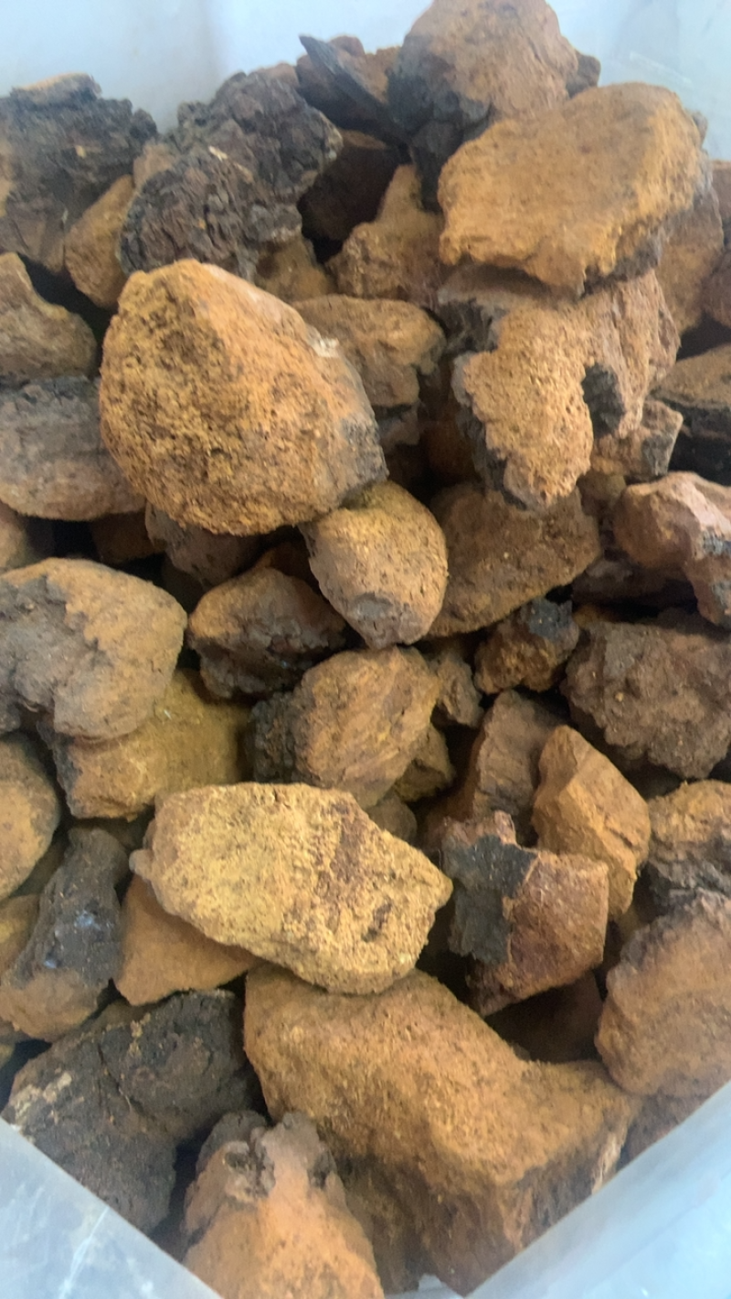 桦树泪中药材批发桦树黄桦树茸桦树胆桦树液白桦茸无硫新货