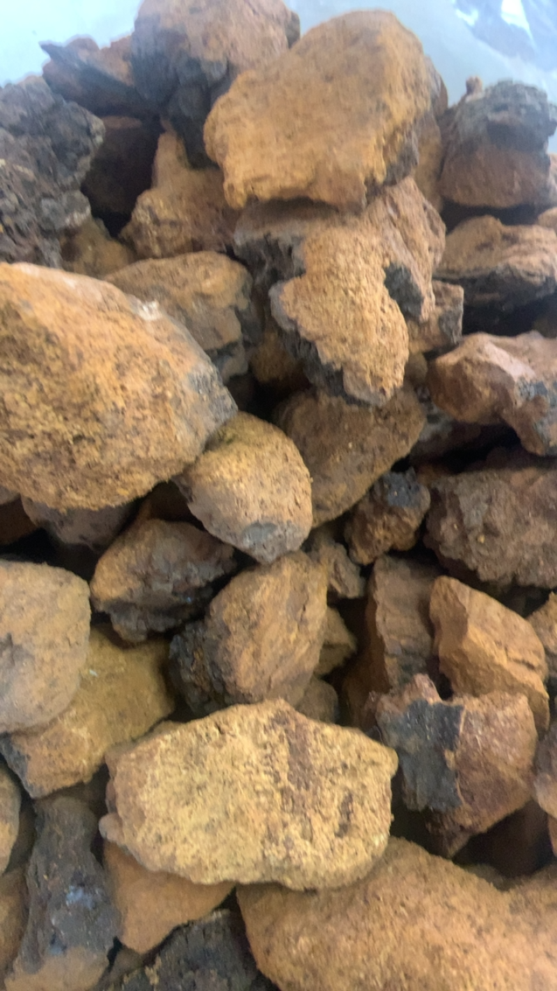 桦树泪中药材批发桦树黄桦树茸桦树胆桦树液白桦茸无硫新货