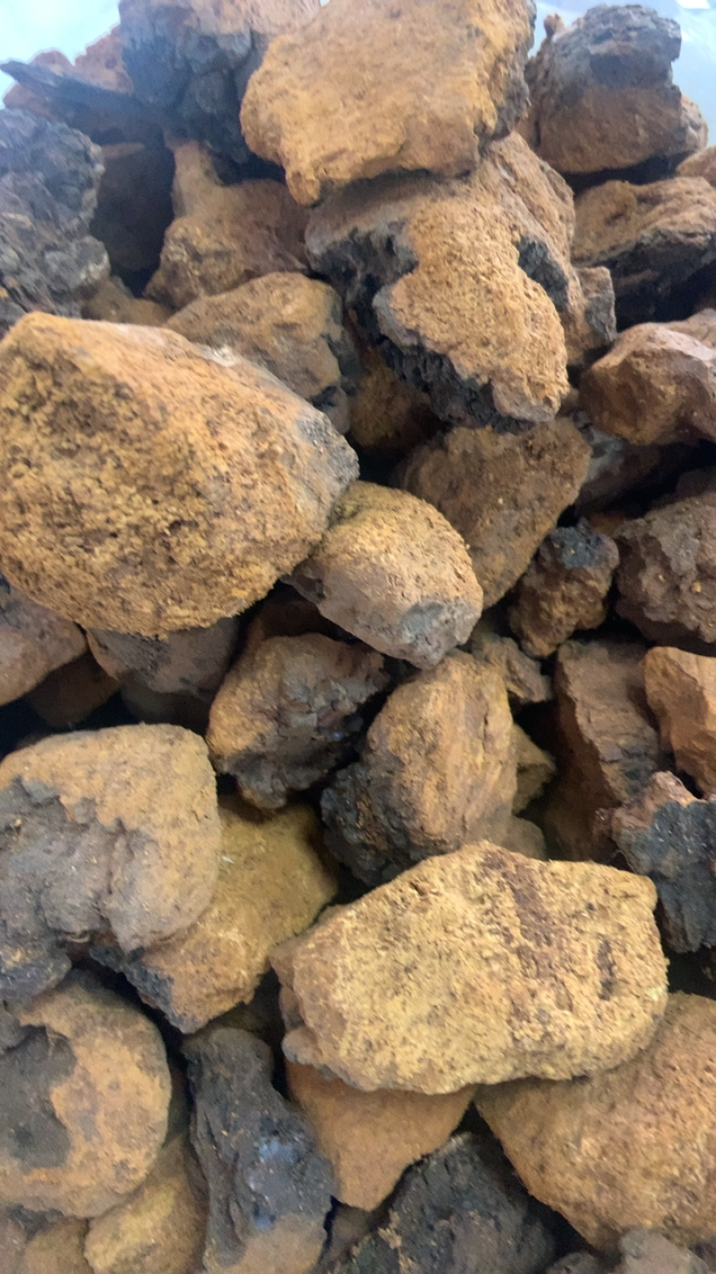 桦树泪中药材批发桦树黄桦树茸桦树胆桦树液白桦茸无硫新货