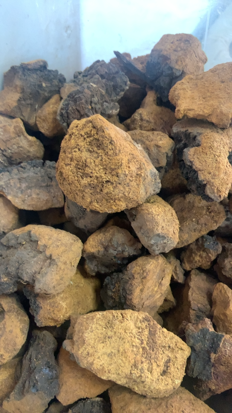 桦树泪中药材批发桦树黄桦树茸桦树胆桦树液白桦茸无硫新货