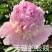 芍药苗，观赏芍药，进口芍药心里重瓣芍药，品种齐全