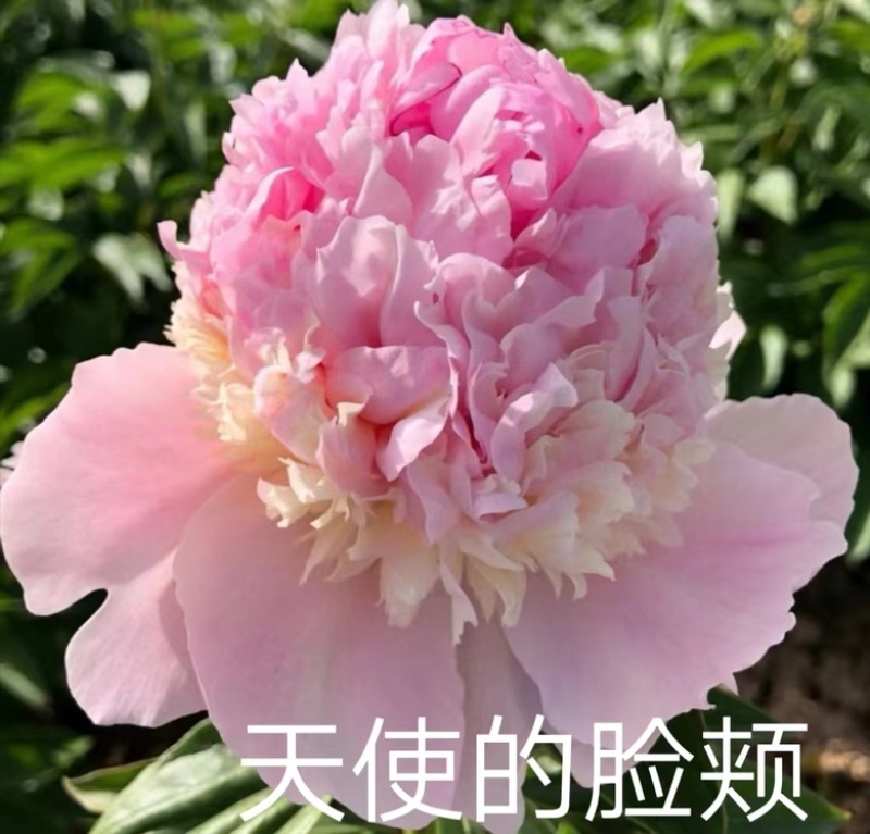 芍药苗，观赏芍药，进口芍药心里重瓣芍药，品种齐全