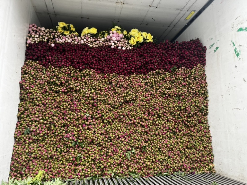 芍药苗，观赏芍药，进口芍药心里重瓣芍药，品种齐全