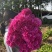 芍药苗，观赏芍药，进口芍药心里重瓣芍药，品种齐全