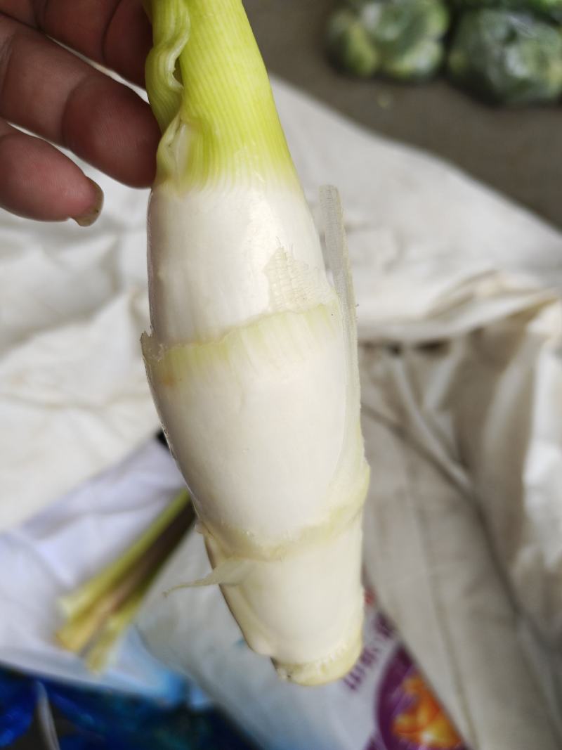 茭白