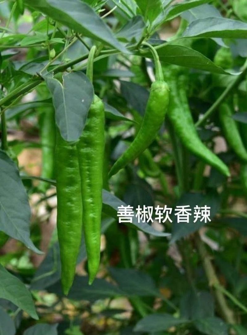 善椒软香辣椒种子，1000粒