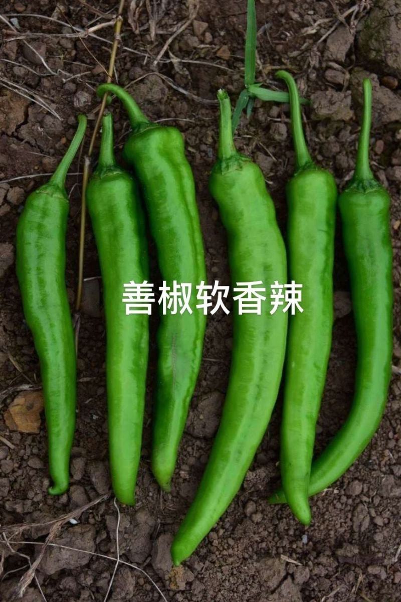 善椒软香辣椒种子，1000粒