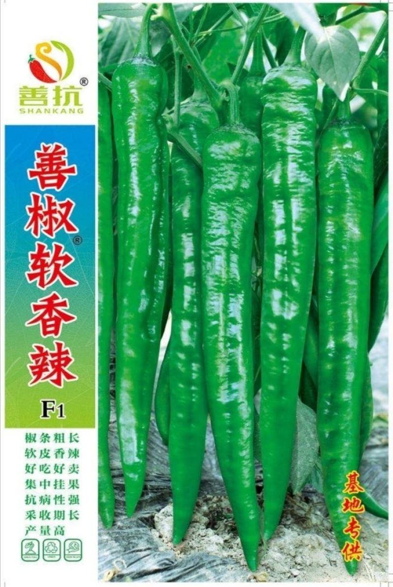 善椒软香辣椒种子，1000粒