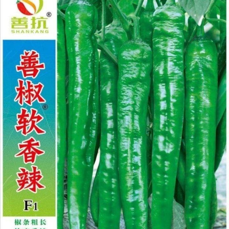 善椒软香辣椒种子，1000粒