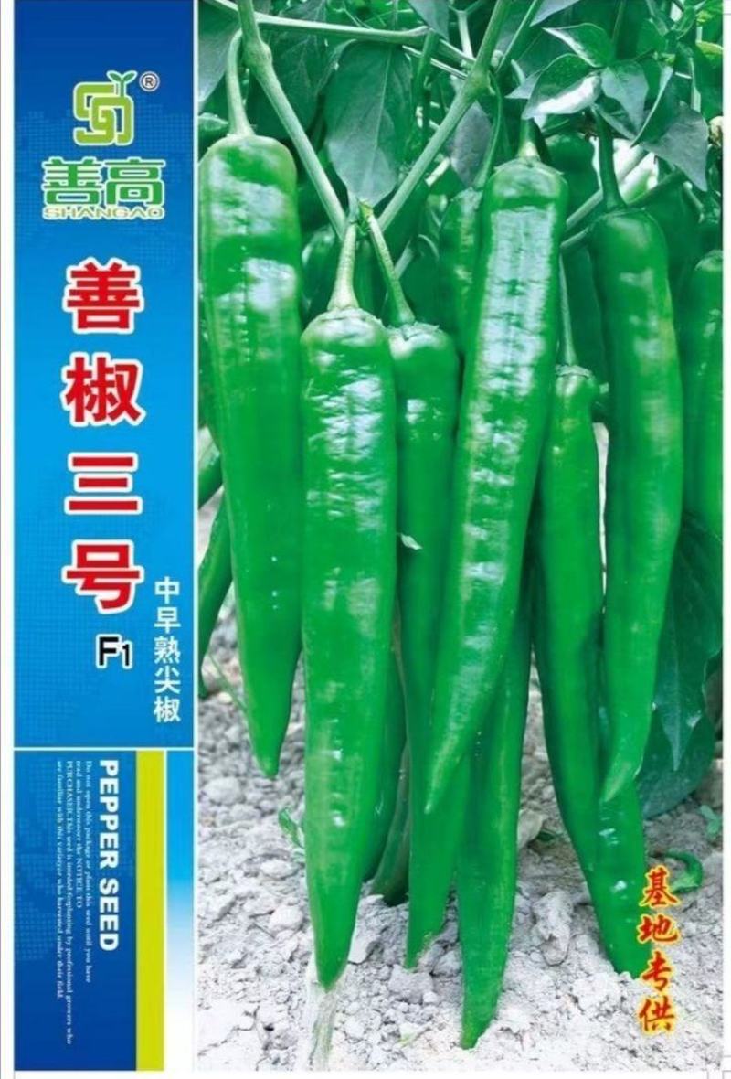 善椒十五号早熟软皮尖椒种子，1000粒