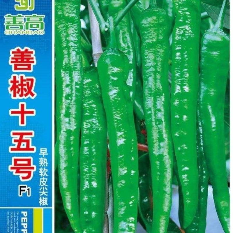善椒十五号早熟软皮尖椒种子，1000粒