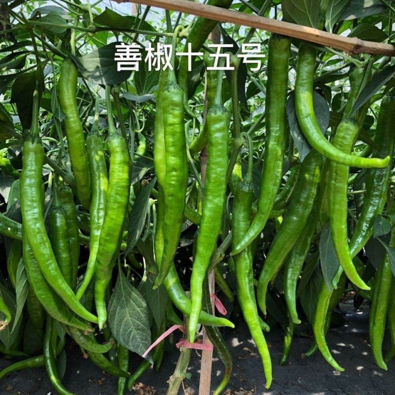 善椒十五号早熟软皮尖椒种子，1000粒
