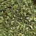 益母草～新货～青绿～量大优惠～1公斤起售～