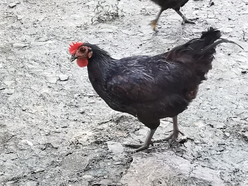 土鸡苗肉鸡苗麻鸡苗窑鸡苗蛋鸡苗芦花鸡苗大三黄