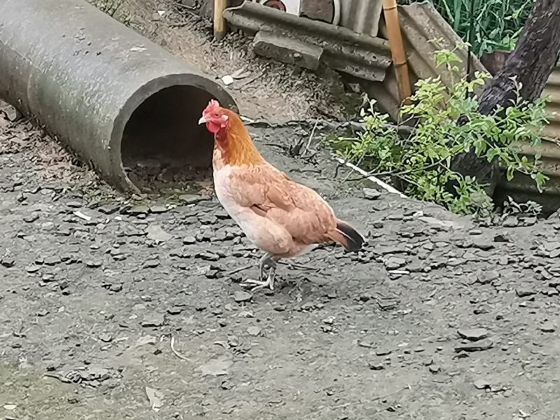 土鸡苗肉鸡苗麻鸡苗窑鸡苗蛋鸡苗芦花鸡苗大三黄