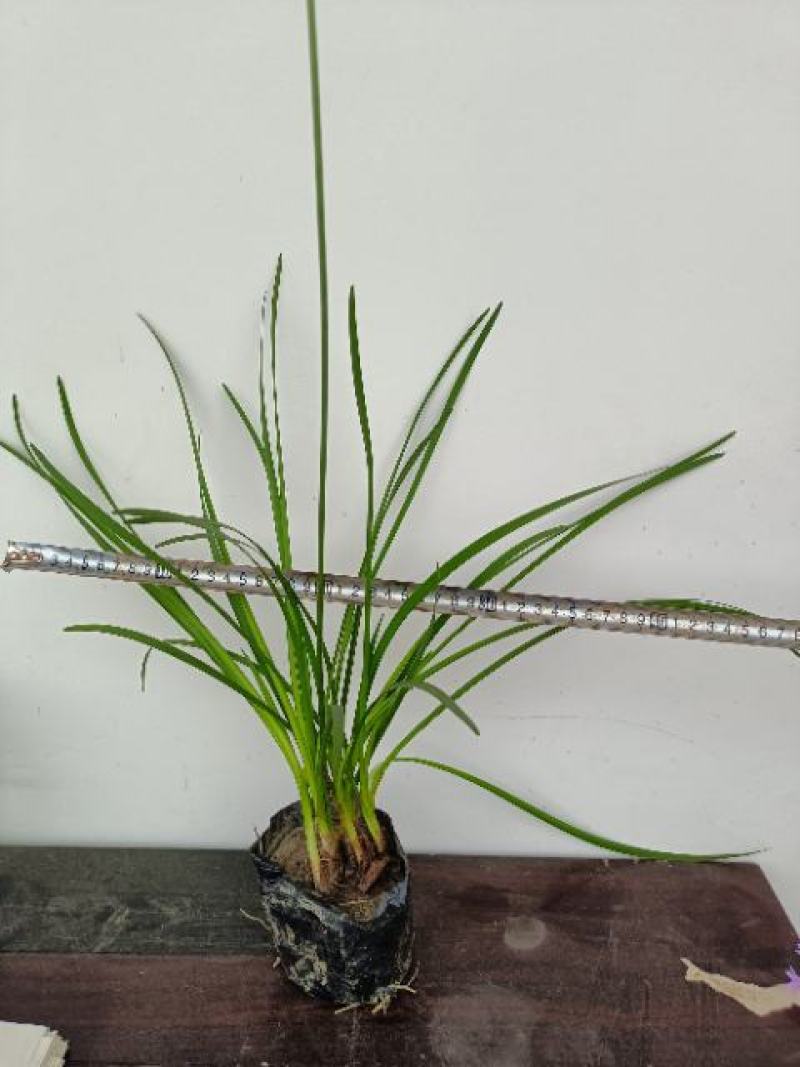 紫娇花
