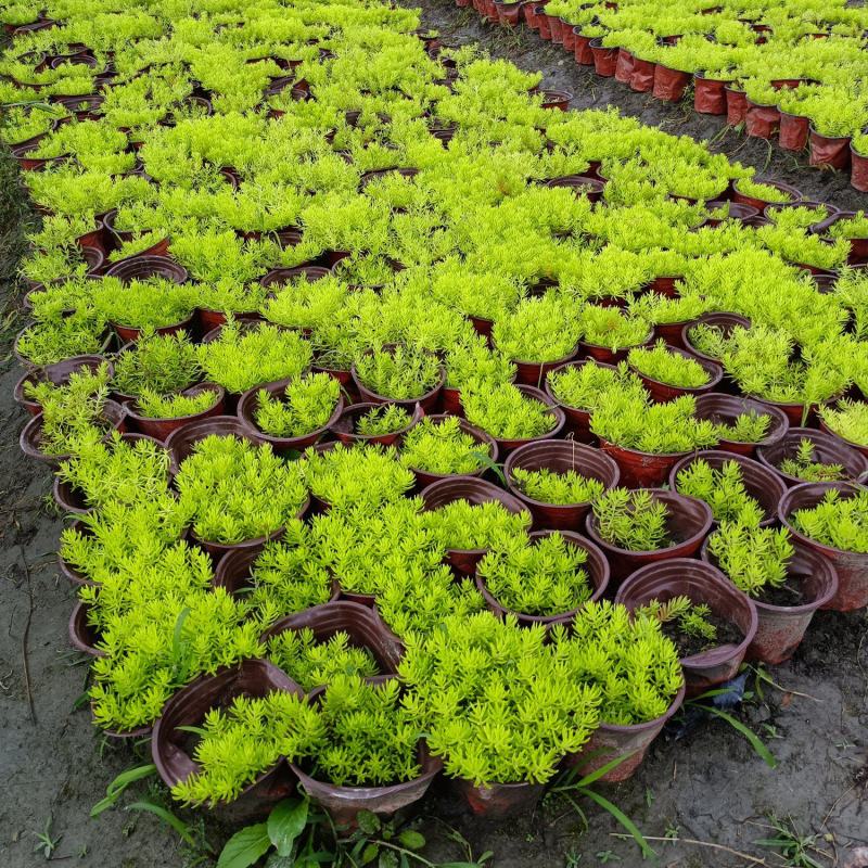 佛甲草