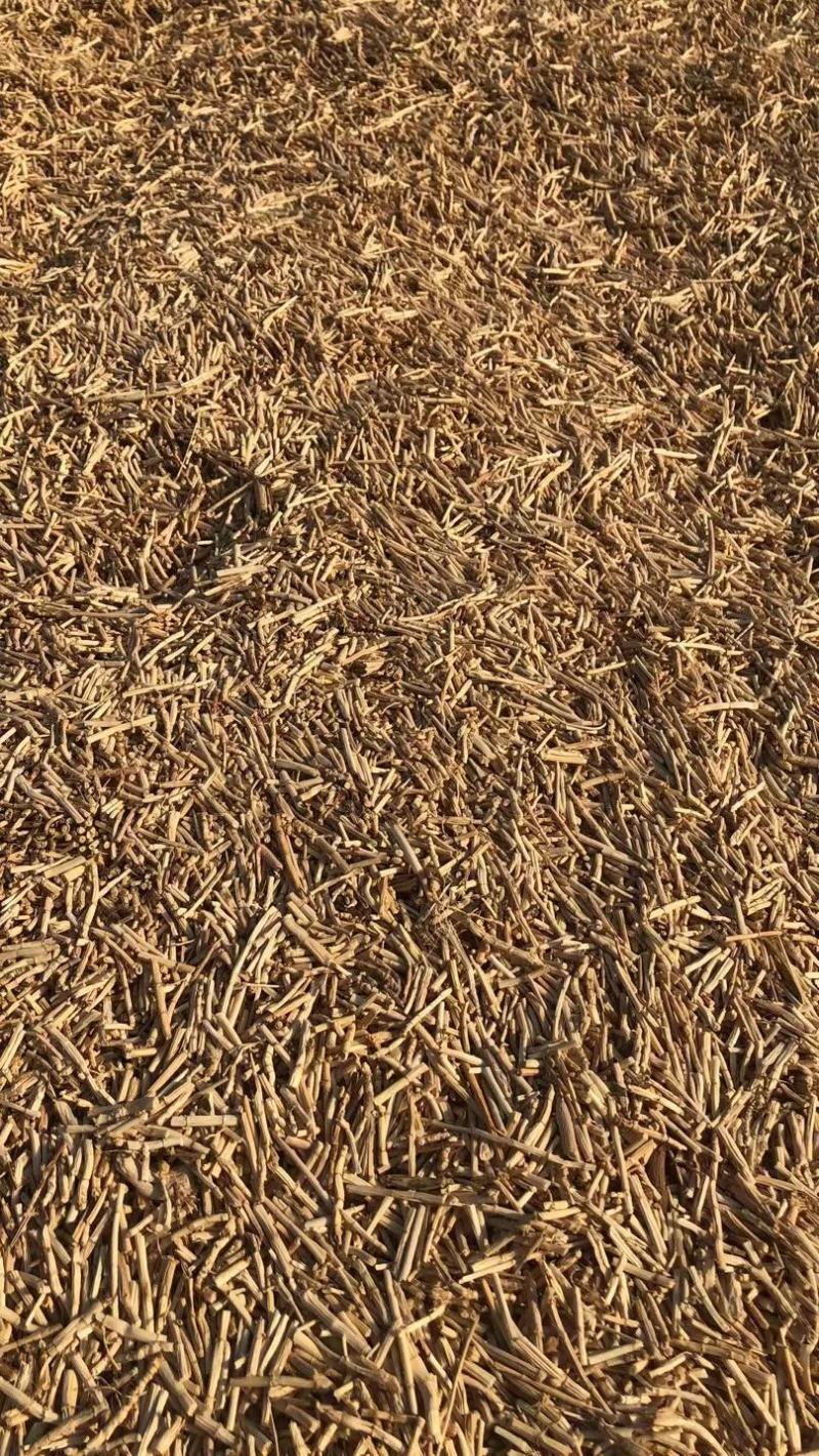 （诚信经营）中草药白茅根加工，各种规格任你选择。