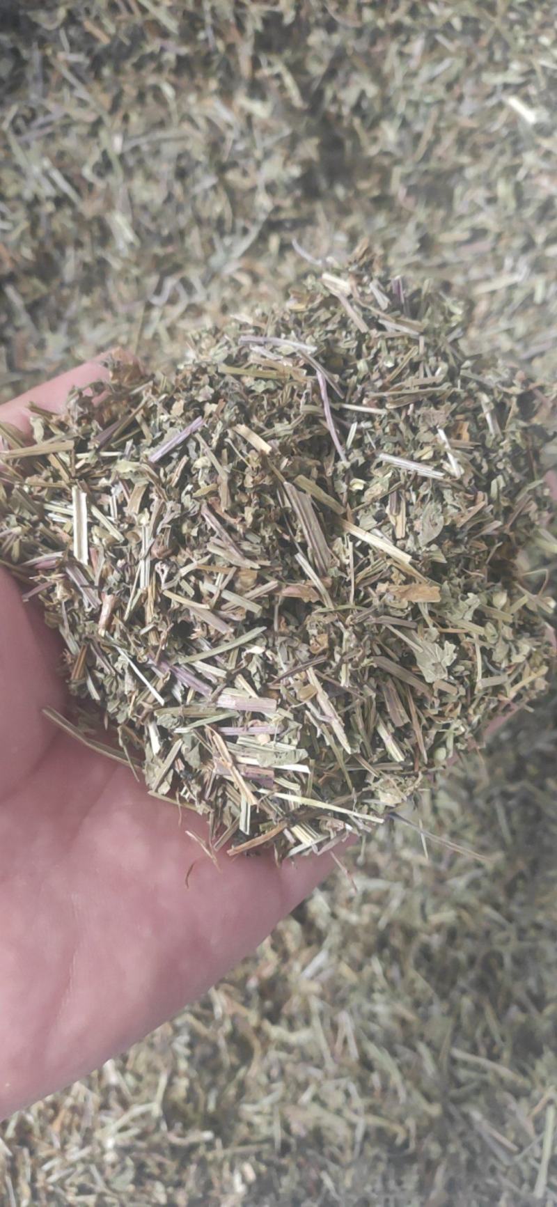 半枝莲干货中药材常年经营各种中药材