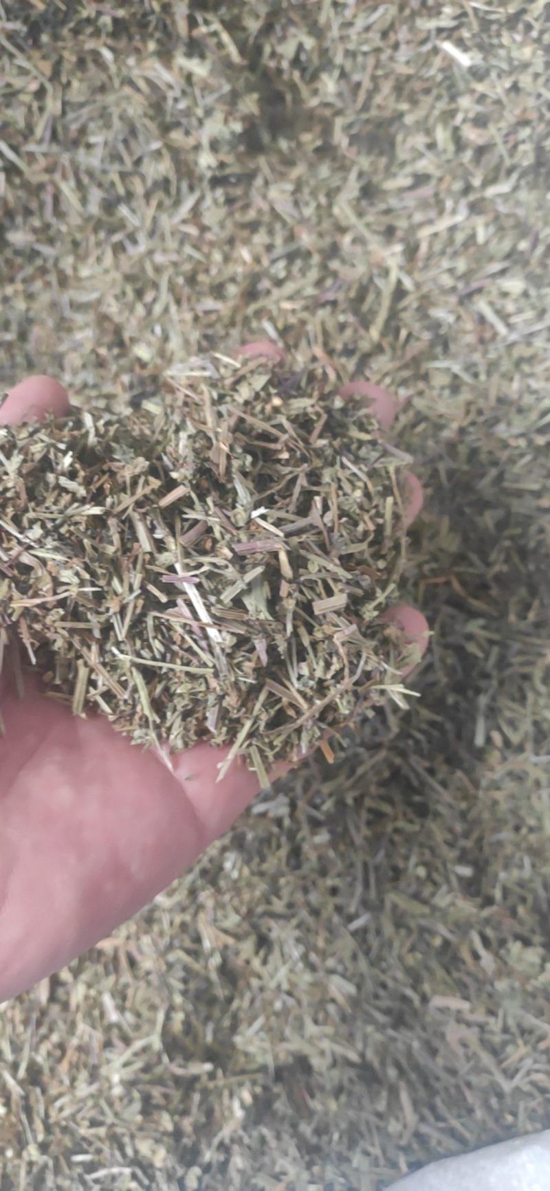 半枝莲干货中药材常年经营各种中药材