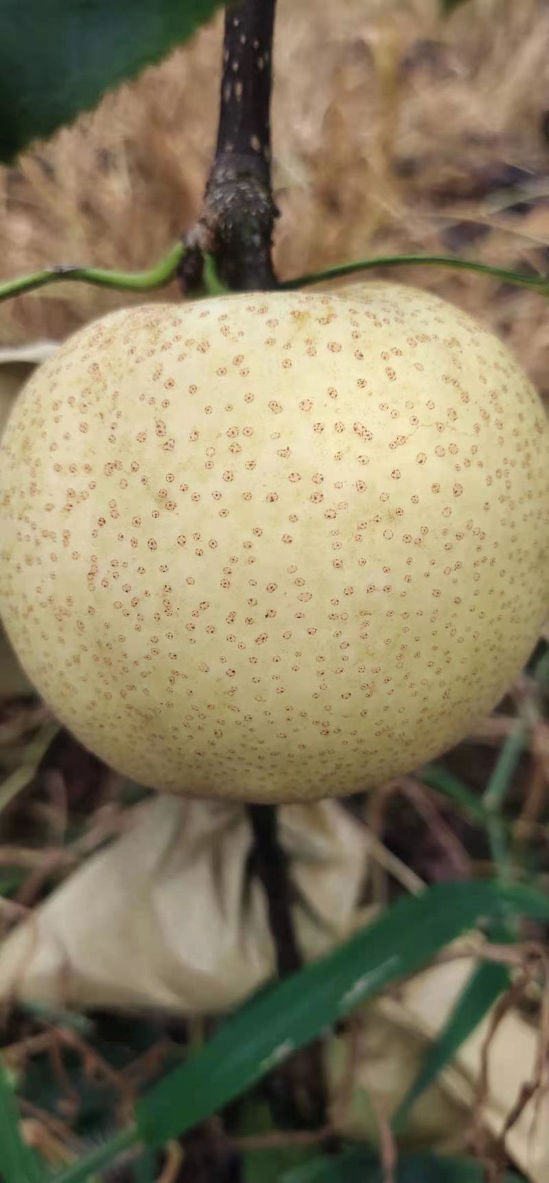 眉山脆冠梨，核小果肉脆甜多汁，消暑止渴味道好极了…