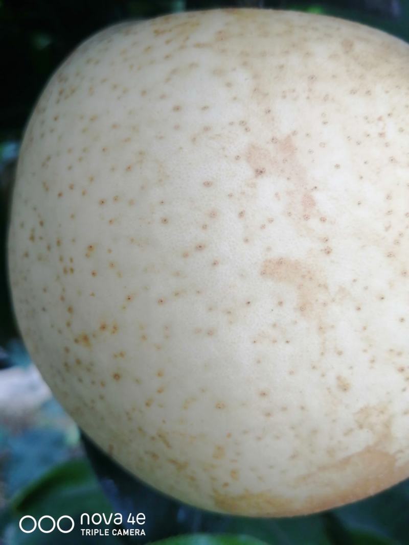 眉山脆冠梨，核小果肉脆甜多汁，消暑止渴味道好极了…