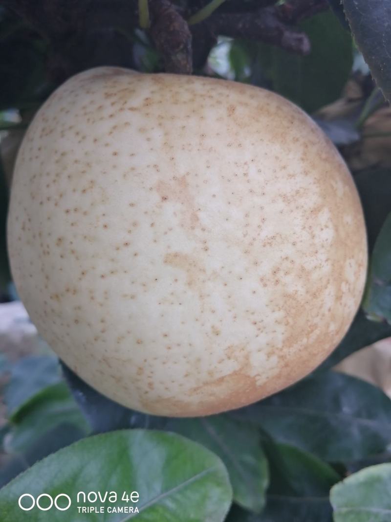 眉山脆冠梨，核小果肉脆甜多汁，消暑止渴味道好极了…