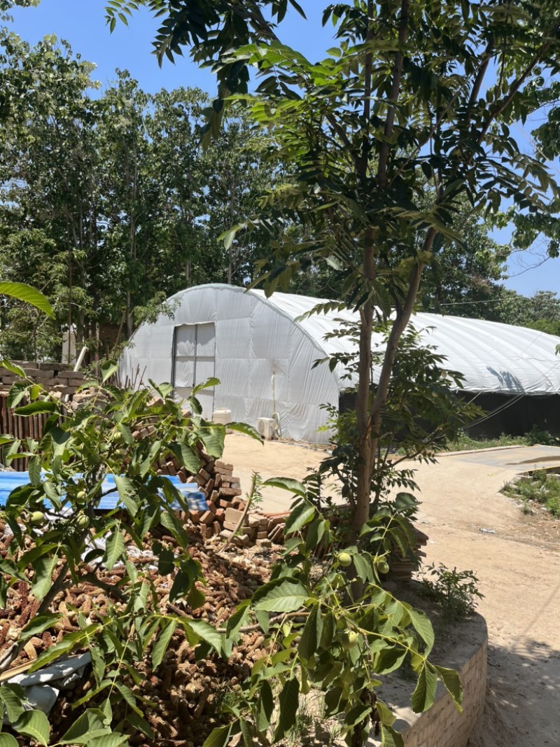 陕西渭南线椒螺丝椒保质保量欢迎老板莅临洽谈
