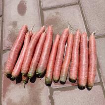 陕西秤杆红萝卜2两以上10厘米以上带土鲜货