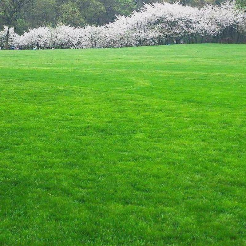 （实力供货）草坪种子各种规格园林绿化种子易成活量大优惠
