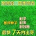 （实力供货）草坪种子各种规格园林绿化种子易成活量大优惠